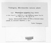 Plasmoverna pygmaea image